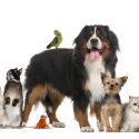 Pet Boarding Software Header Image