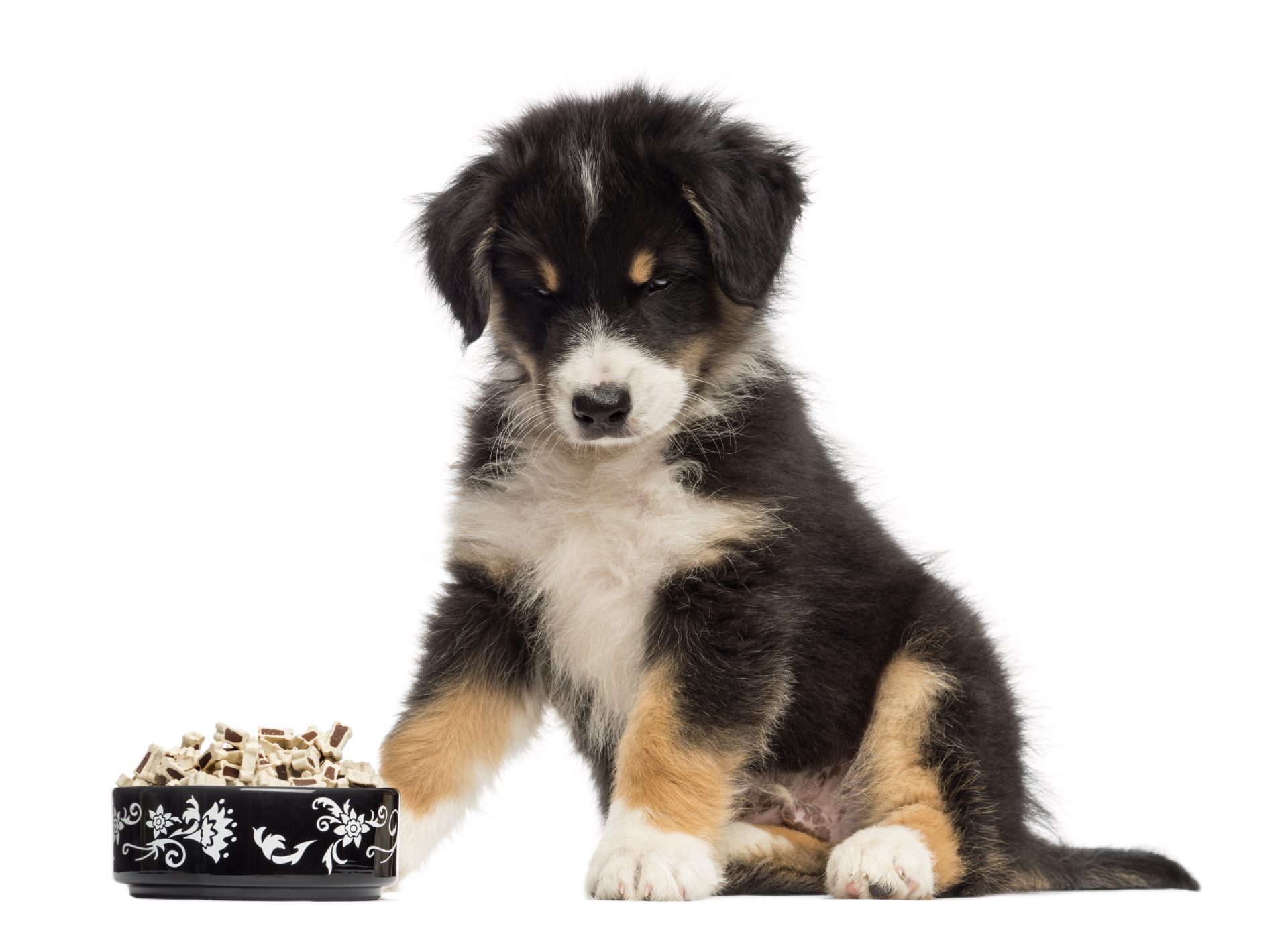 Foods Dogs Shouldn't Eat Dog with Bowl of Food Image