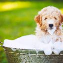 Upselling Grooming Services Blog Post Header Image Puppy Taking Bath